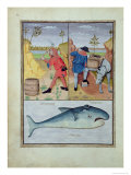 Buy Illustration from the Book of Simple Medicines by Mattheaus Platearius at AllPosters.com
