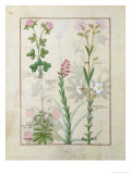 Buy Red Clover and Aube.B: Bellidis, Onobrychis and Hyssopus, The Book of Simple Medicines at AllPosters.com