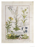 Illustration from the Book of Simple Medicines by Mattheaus Platearius