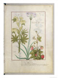Consiligo, Burreed and Strawberry, The Book of Simple Medicines, Platearius