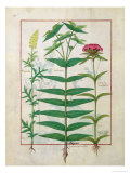Reseda, Euphorbia and Dianthus, Illustration from the 'Book of Simple Medicines' Platearius