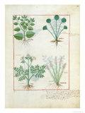 Buy Salt Bush with Anthora and Absinthium and Cardamom, The Simple Book of Medicines at AllPosters.com