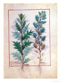 Buy Two Varieties of Artemesia, The Book of Simple Medicines by Mattheaus Platearius at AllPosters.com