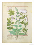 Buy Honeysuckle, Sage and Rose, Illustration from The Book of Simple Medicines by Platearius at AllPosters.com