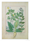 Buy Greater Celandine or Poppy, Solanum or Nightshade, and Aron, the Book of Simple Medicines at AllPosters.com