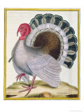 Buy Turkey, from Histoire Naturelle Des Oiseaux by Georges de Buffon at AllPosters.com