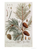 Buy Pine Tree, from A Curious Herbal, Published in Nuremburg in 1757 at AllPosters.com