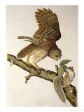 Barred Owl, from Birds of America