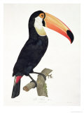 Toucan No.2, History of the Birds of Paradise by Francois Levaillant, Engraved by J.L. Peree