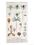 Bursera Gummifera, Engraved by Rebel c.1810-20