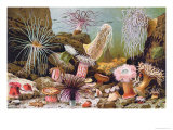 Buy Sea Anemones, from a Hungarian Natural History Book, c.1900 at AllPosters.com