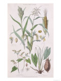 Millet, Maize, Buckwheat and Taro, from A History of the Vegetable Kingdom by William Rhind Giclee Print