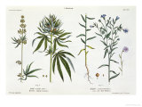 Buy Cannabis and Flax, from The Young Landsman, Published Vienna, 1845 at AllPosters.com