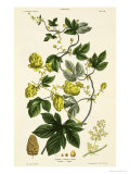 Buy Hop Vine, from The Young Landsman, Published Vienna, 1845 at AllPosters.com