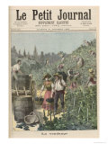 The Wine Harvest, from Le Petit Journal, 31st October 1891