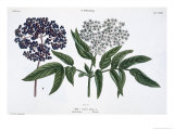 Buy Elder, Fig. 13 from The Young Landsman, Published Vienna, 1845 at AllPosters.com