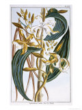 Buy Vanilla Pods, Plate 65, from Collection Precieuse et Enluminee, Volume III at AllPosters.com