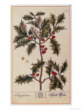Buy Holly from A Curious Herbal, 1782 at AllPosters.com