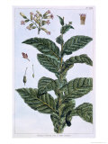 Buy Tobacco Plant, Plate 7, from Collection Precieuse et Enluminee, Volume III at AllPosters.com