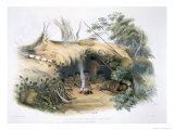 Buy Aboriginal Inhabitants, Portland Bay, Cold Morning and Amily from South Australia Illustrated, 1847 at AllPosters.com