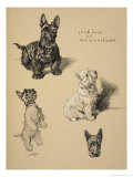 Scotch Terrier and White West Highlander, 1930, Just Among Friends, Aldin, Cecil Charles Windsor
