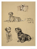 Bull Terrier, Dalmatians and Mutt Dog, 1930, Just Among Friends, Aldin, Cecil Charles Windsor