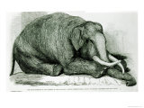 Buy Dead Elephant at Gardens of the Zoological Society, Regents Park, The London Illustrated News at AllPosters.com