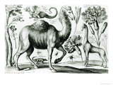 Buy Study of Animals and Flowers, Engraved by D. Loggan at AllPosters.com