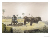 Buy Harvesting Corn, Vol.Ii Arts and Trades of Description of Egypt, Pub., 1822 at AllPosters.com