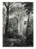 Buy Scene in a Brazilian Forest Engraved by J.Bishop at AllPosters.com