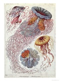 Buy Jellyfish, from Kunstformen Der Natur, 1874 at AllPosters.com