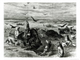 Buy Slaughter of Buffaloes on the Plains, from Harpers Weekly 1872 at AllPosters.com