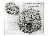 Buy Plan of King Georges Island or Otheite, 1769 at AllPosters.com