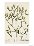 Buy Mistletoe from A Curious Herbal, 1782 at AllPosters.com