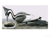 Buy Ivory-Billed Woodpecker at AllPosters.com
