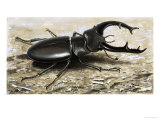 Buy The Stag Beetle at AllPosters.com