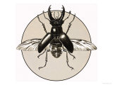 Buy The Stag Beetle at AllPosters.com
