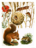 Buy Field Mice and Nest, Squirrel and Long-Tailed Mouse at AllPosters.com