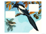Buy Magpie and Goldcreast at AllPosters.com