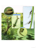Buy Lifecycle of the Mosquito at AllPosters.com