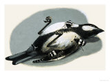 Buy Dead Bird Being Eaten by Beetles at AllPosters.com
