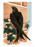 Buy Swift at AllPosters.com