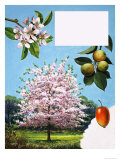 Buy Crab-Apple Tree, Flowers and Fruit at AllPosters.com