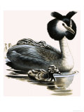 Buy The Great Crested Grebe at AllPosters.com