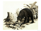 Buy The Malayan Sun Bear Raiding a Bees Nest For Honey at AllPosters.com
