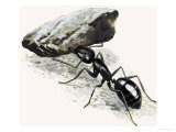 Buy Little Monsters: The Mighty Ant at AllPosters.com