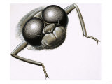 Buy Close Up of a Dragonfly at AllPosters.com