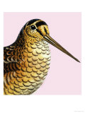 Buy Looking at Nature: The Woodcock at AllPosters.com