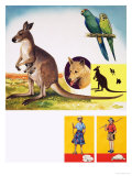 Buy Wildlife of Australia at AllPosters.com