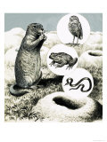 Buy The Elaborate Burrows of the Prairie Dog at AllPosters.com